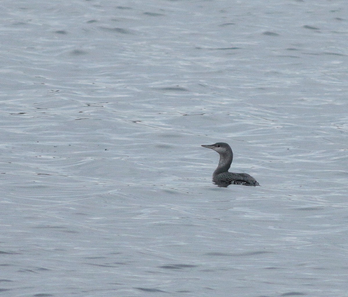 Sterntaucher - ML647086104