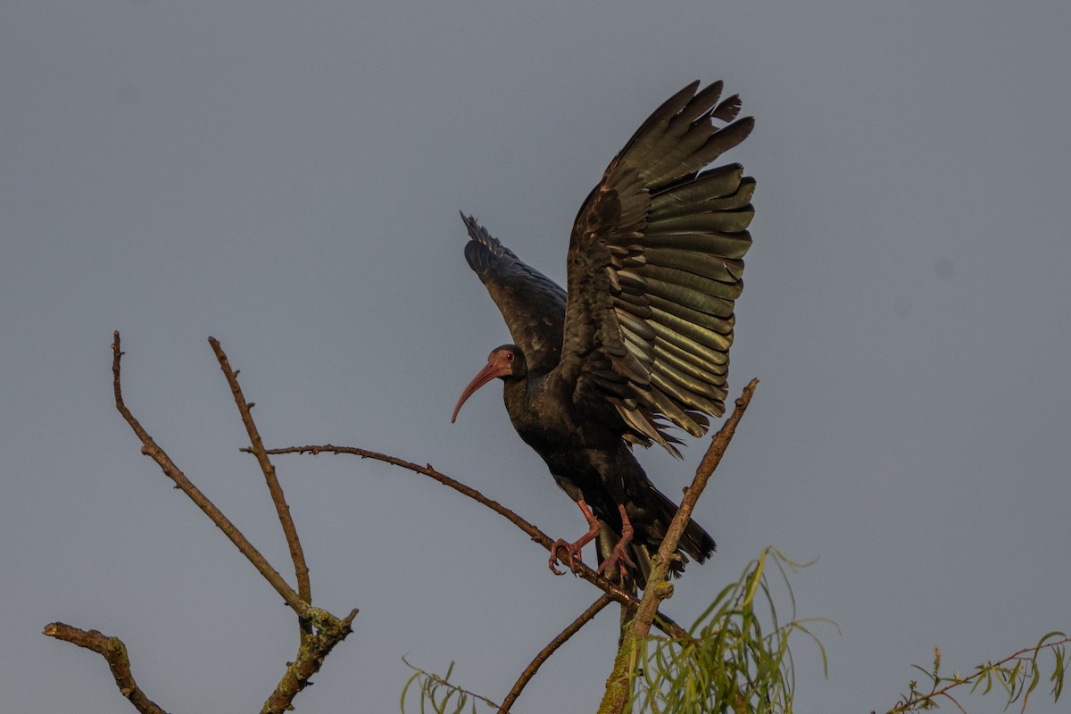 Bare-faced Ibis - ML647086108