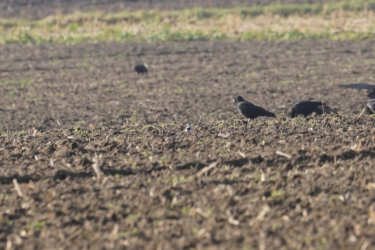 White Wagtail - ML647086131