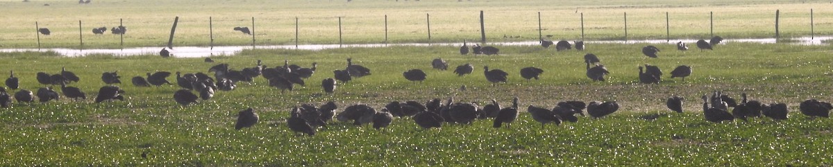 Southern Screamer - ML647086134