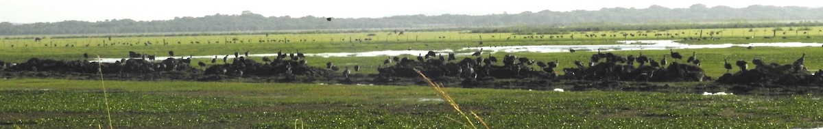 Southern Screamer - ML647086135