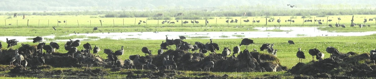 Southern Screamer - ML647086136