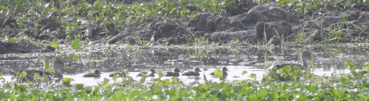 Yellow-billed Pintail - ML647086148