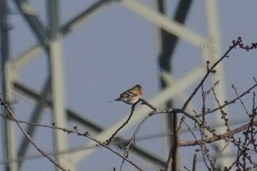 Brambling - ML647086150