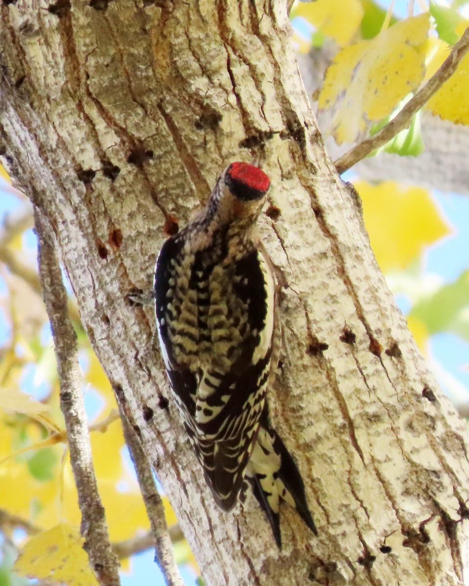 Red-naped Sapsucker - ML647086151