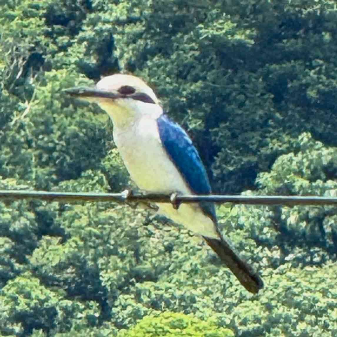 Pacific Kingfisher - ML647086153