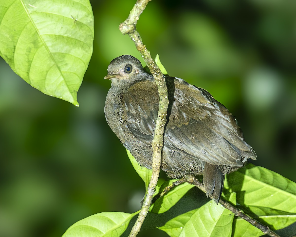 Red-billed Brushturkey - ML647086154