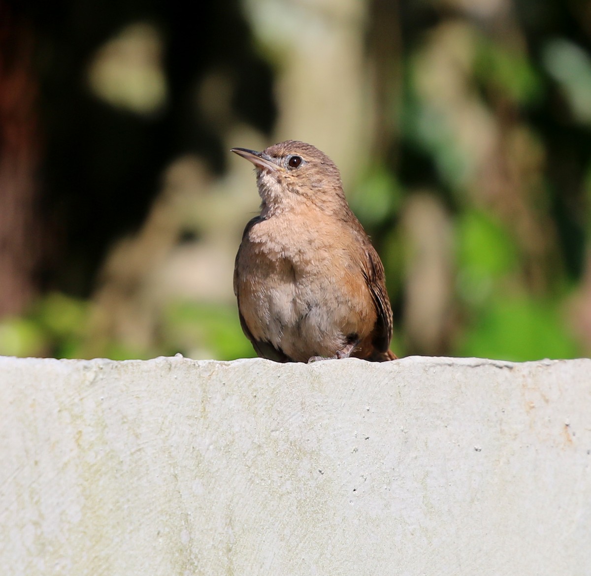 Southern House Wren - ML647086157