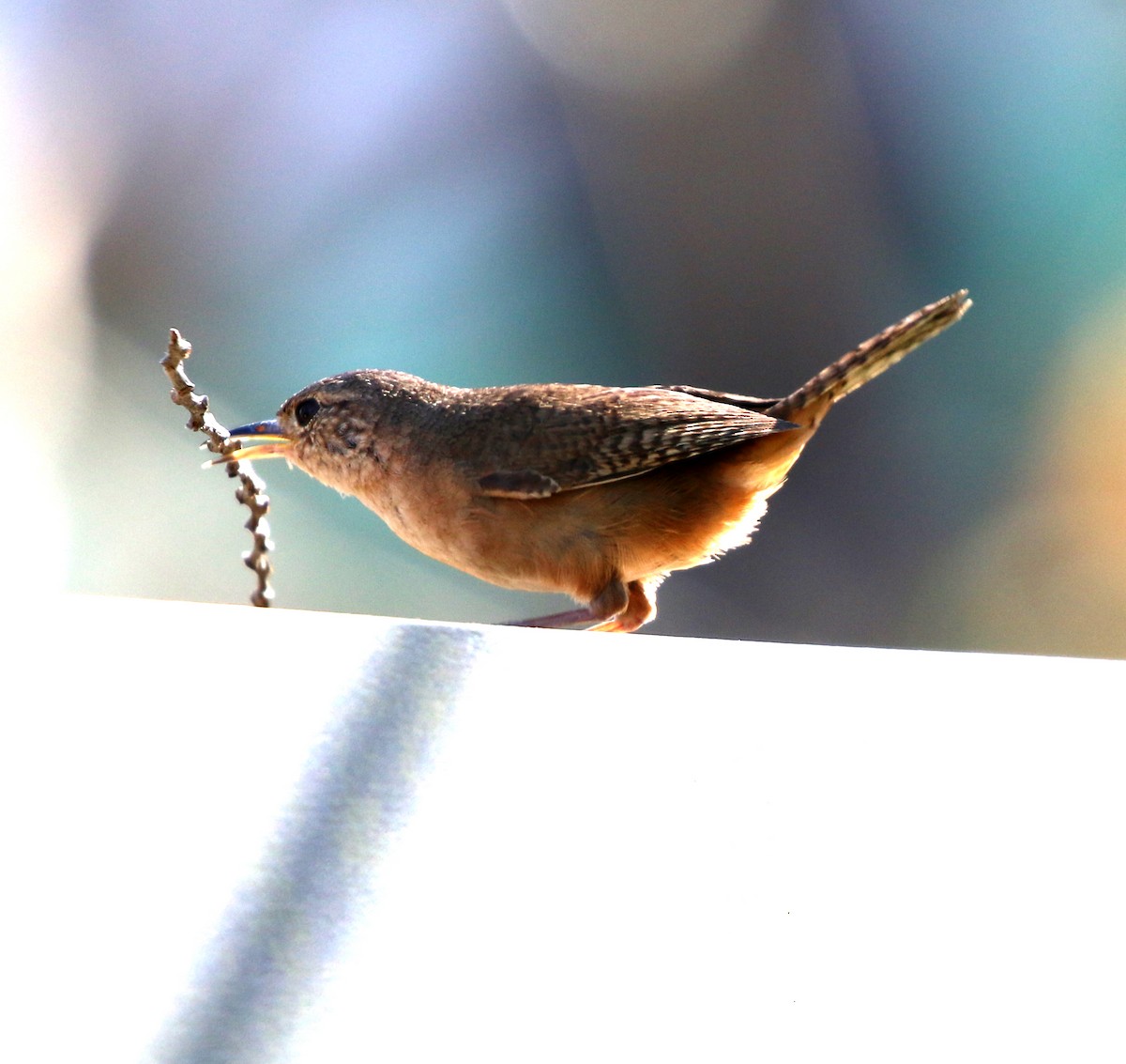 Southern House Wren - ML647086158