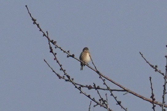 Eurasian Linnet - ML647086163