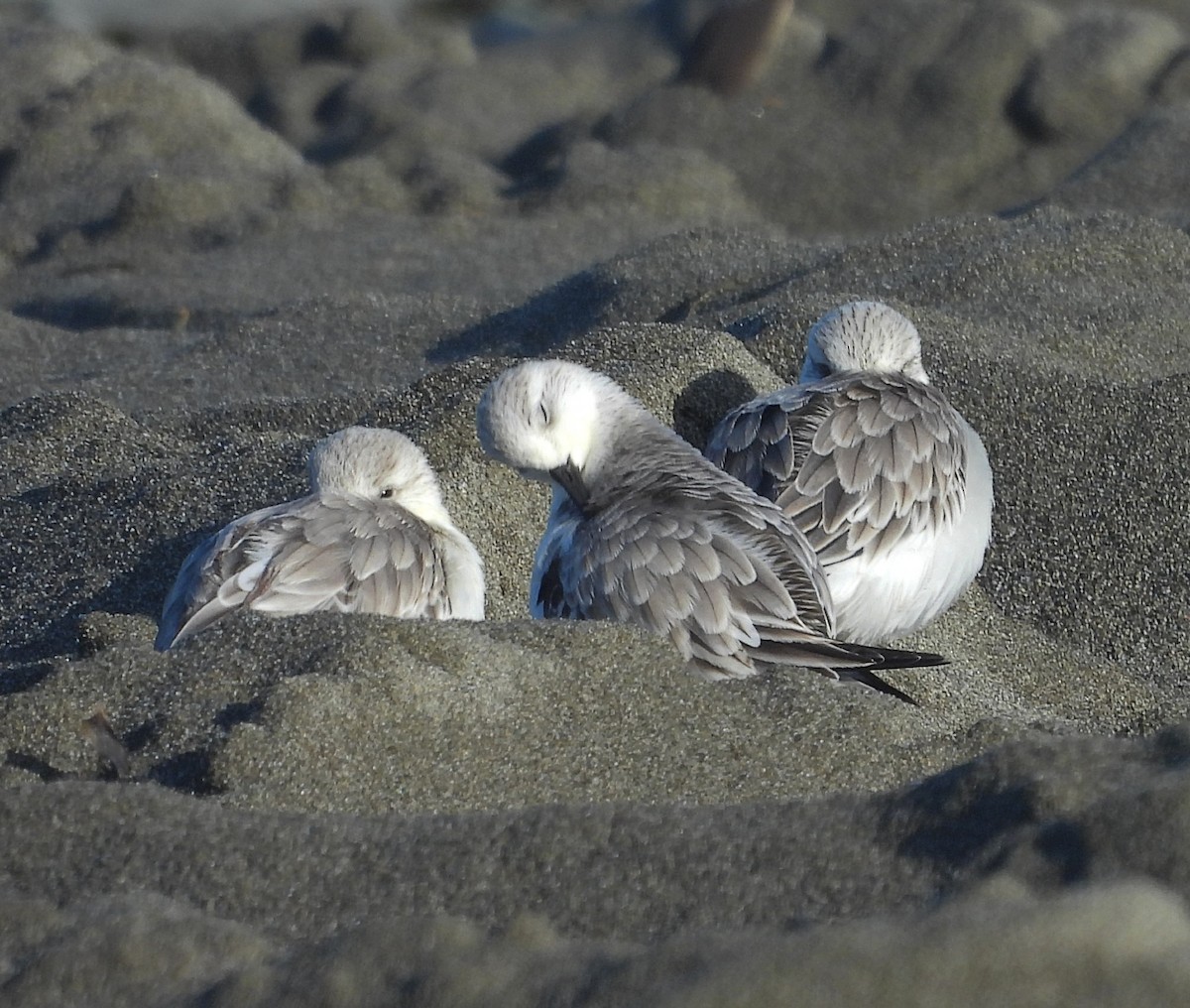 Гурвалж элсэг - ML647086171