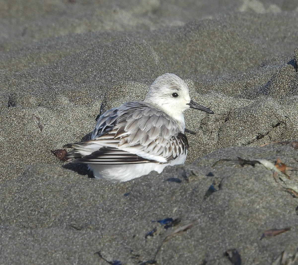 Гурвалж элсэг - ML647086172