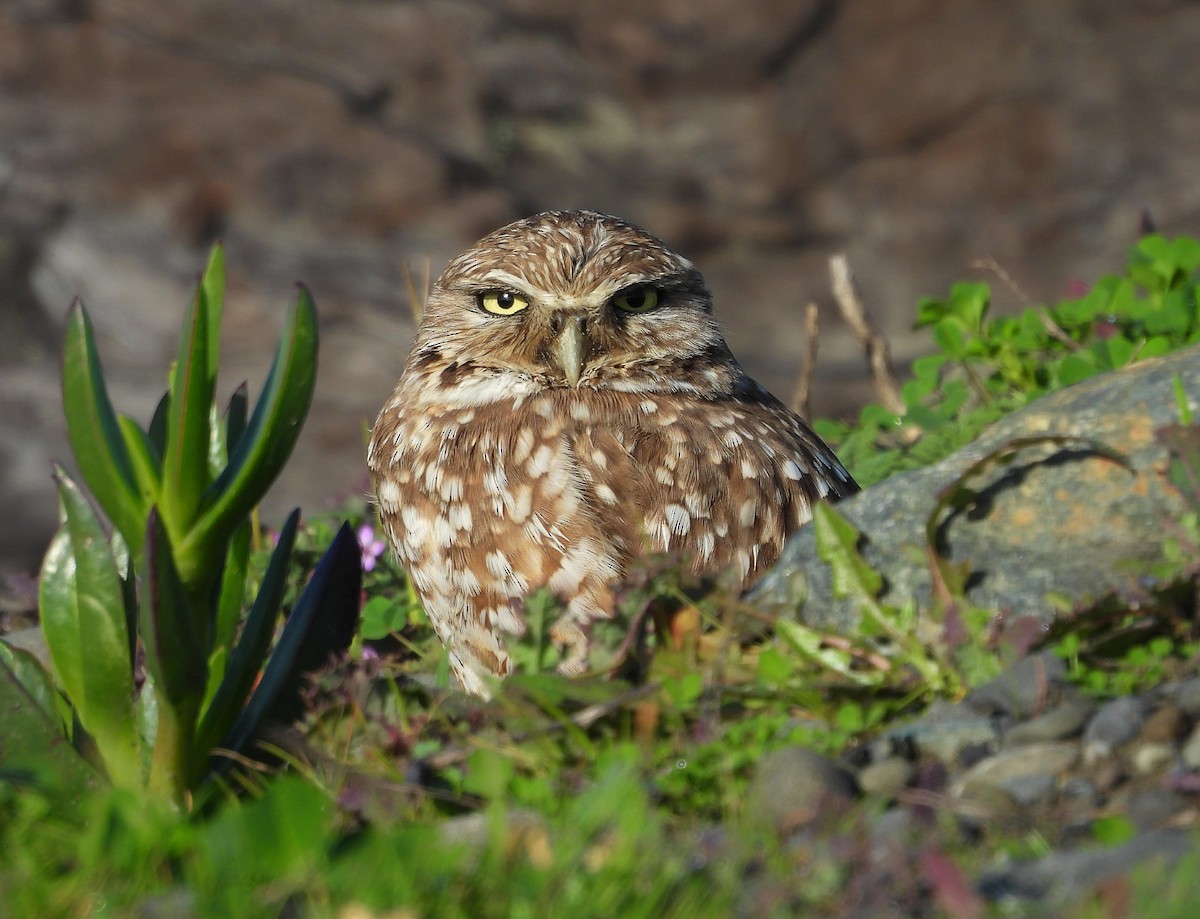 Burrowing Owl - ML647086179
