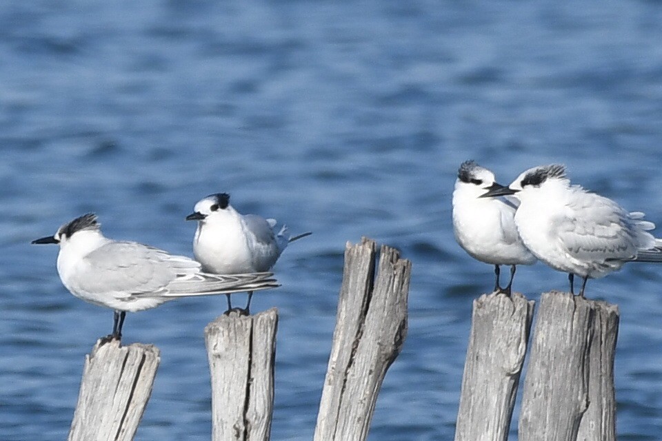 Sandwich Tern - ML647086182