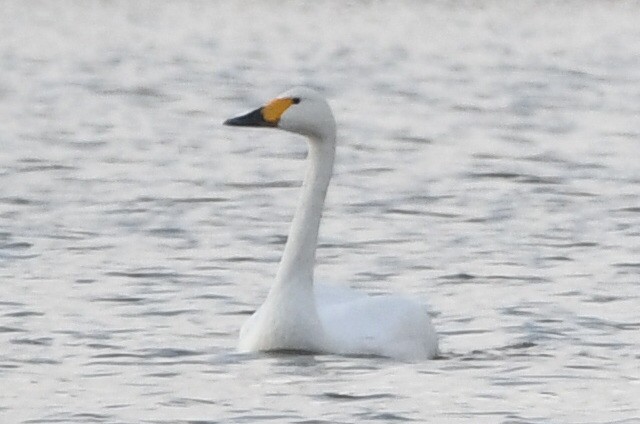 Tundra Swan - ML647086198