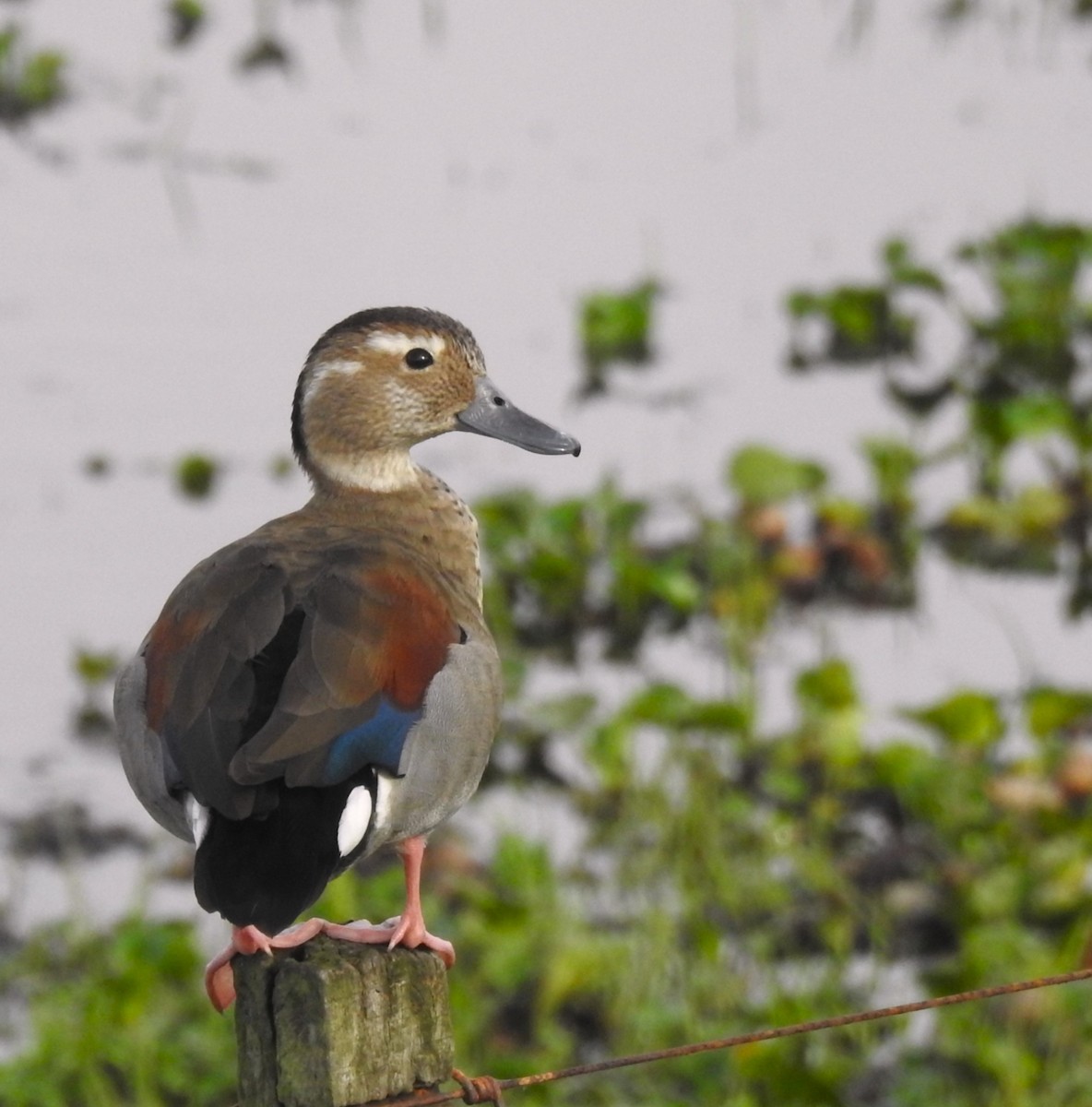 Ringed Teal - ML647086199
