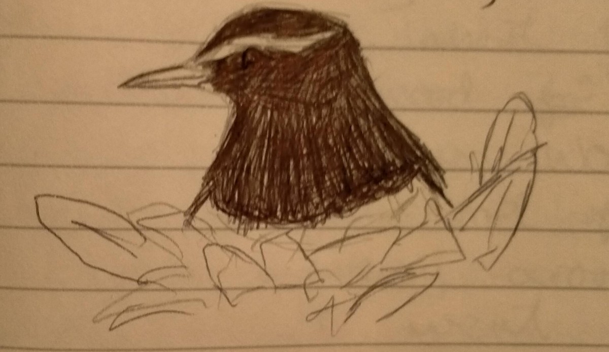 Pied Thrush - ML647086201