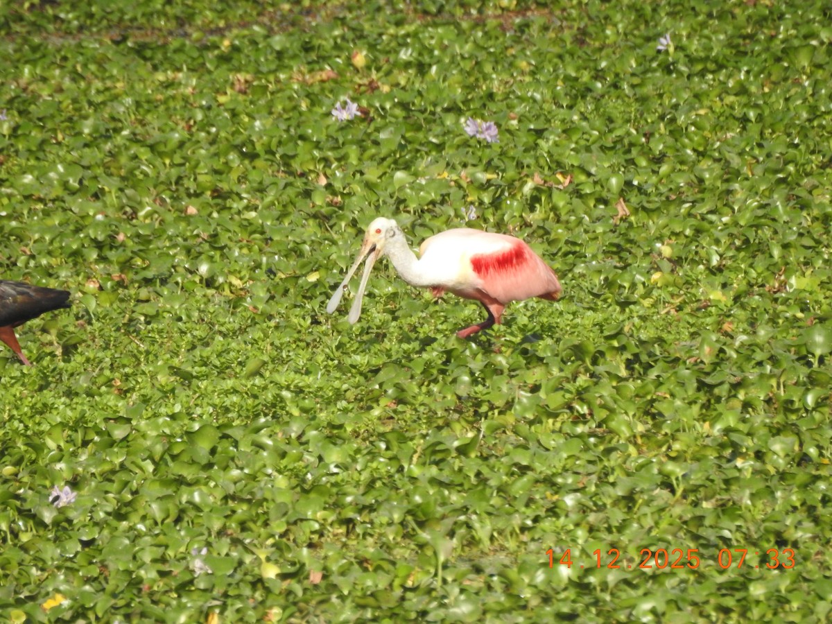 Roseate Spoonbill - ML647086204