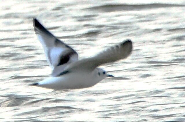 Little Gull - ML647086206