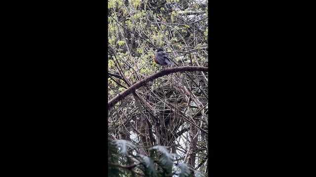 Zozo papargorria - ML647086215