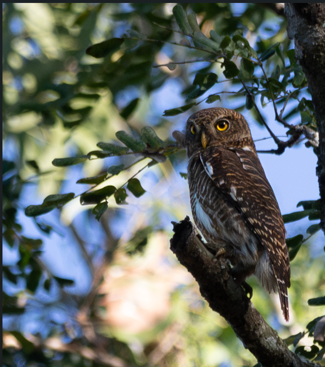 Asian Barred Owlet - ML647086221