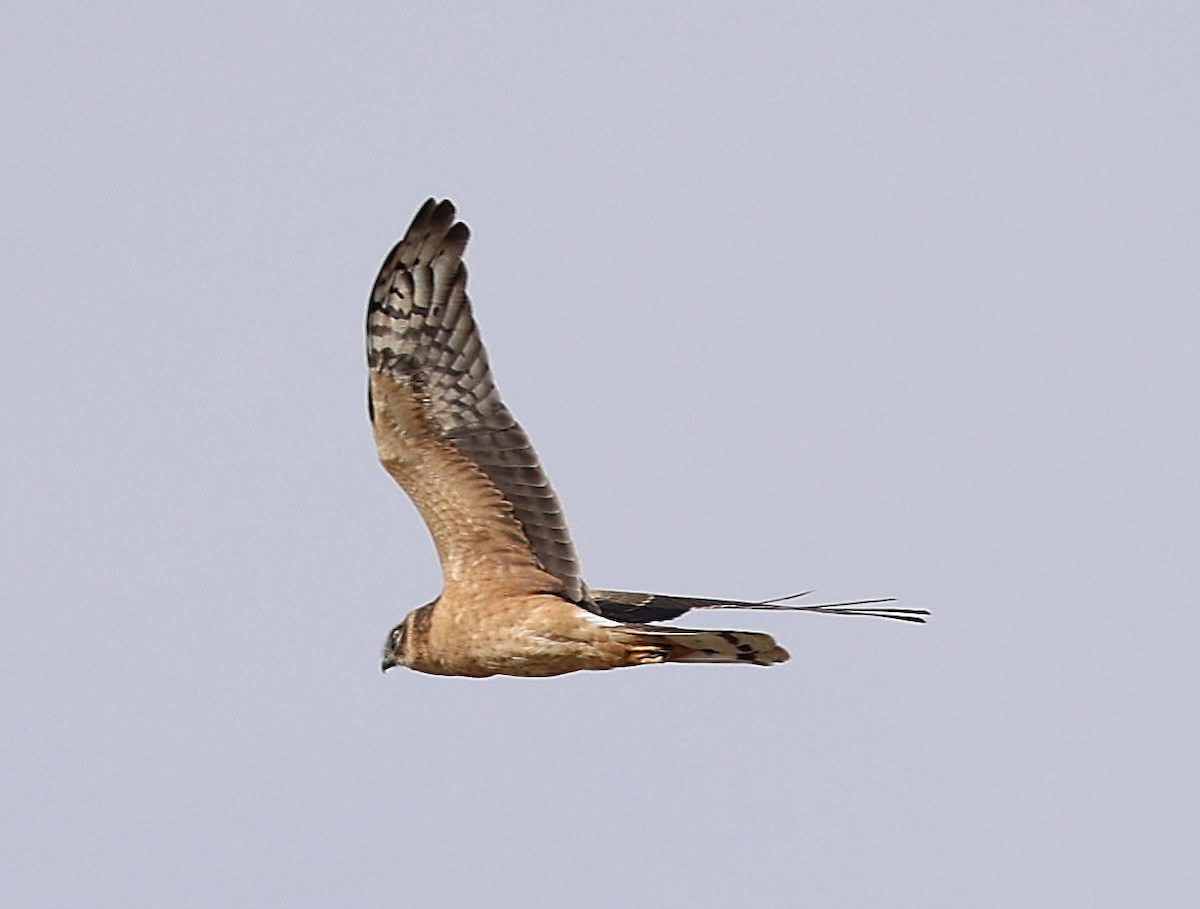 Pallid Harrier - ML647086235