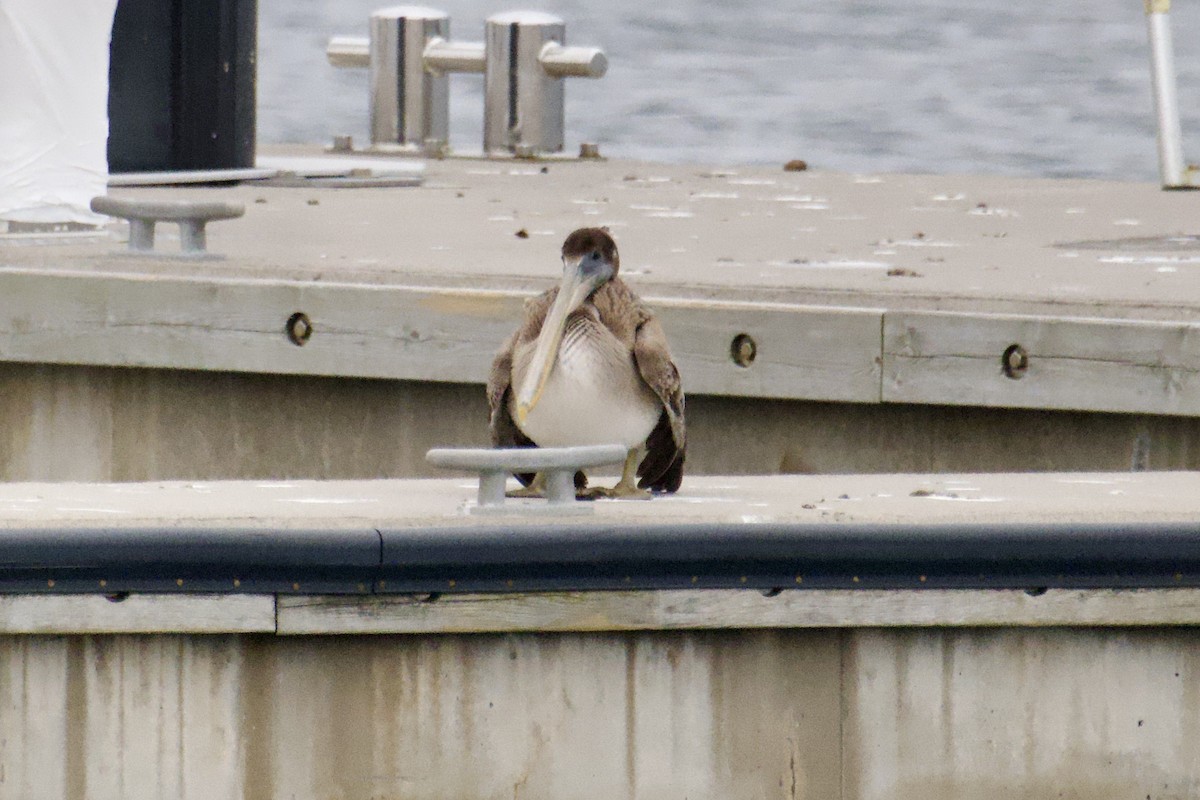 Бурый пеликан - ML647086239