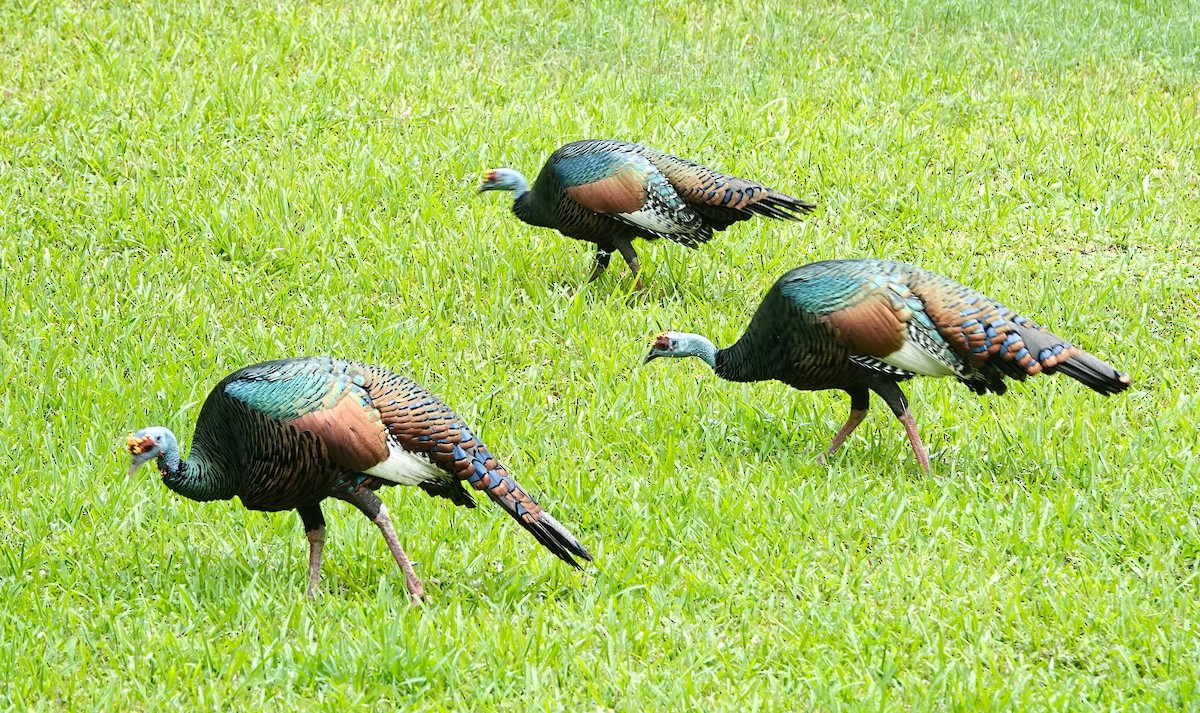 Ocellated Turkey - ML647086241