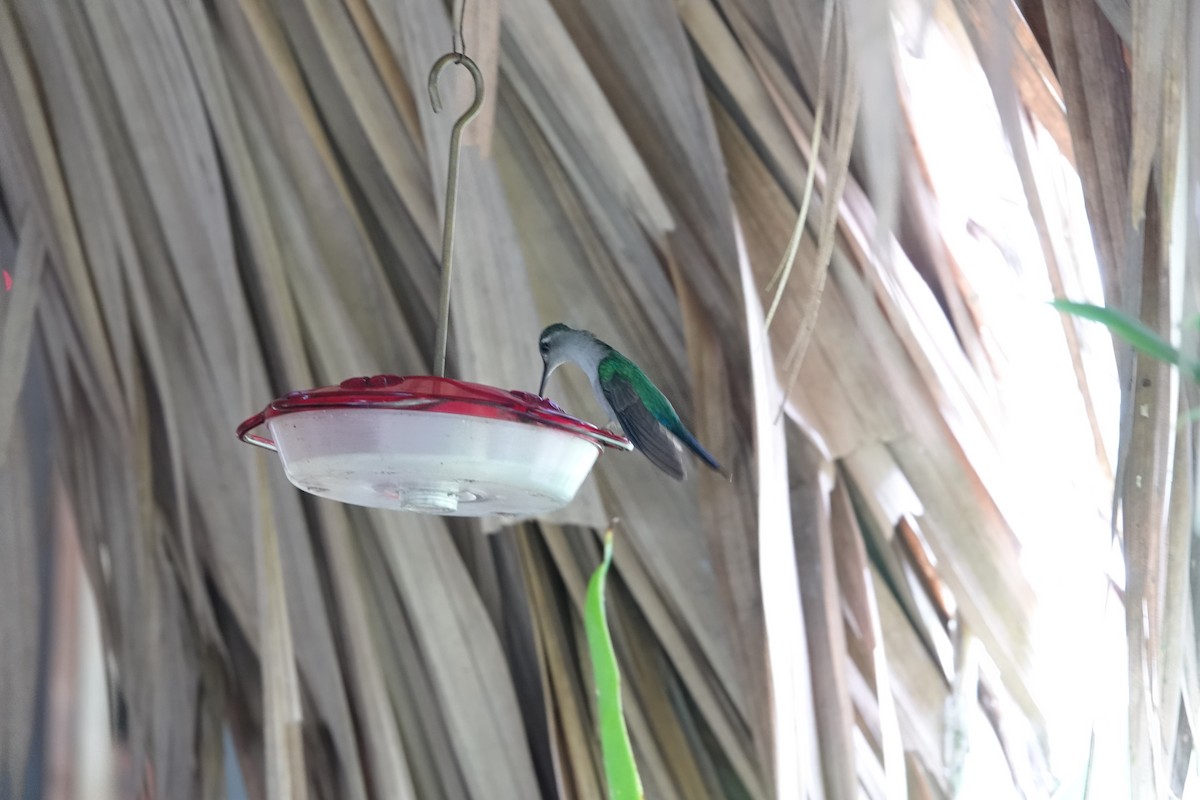 クサビオケンバネハチドリ - ML647086249