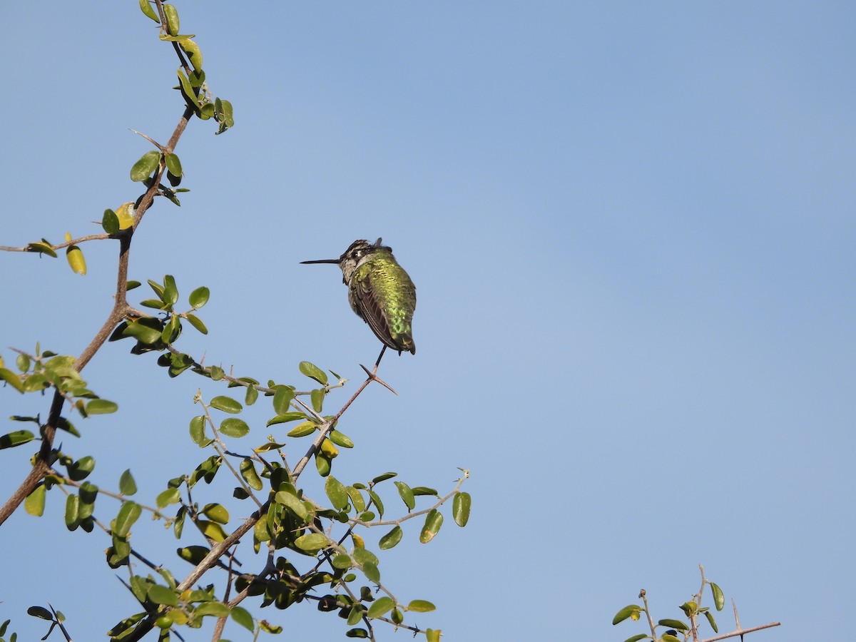 Anna's Hummingbird - ML647086250