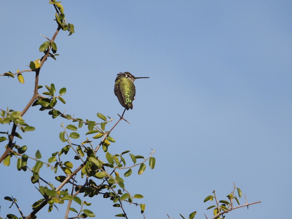 Anna's Hummingbird - ML647086251