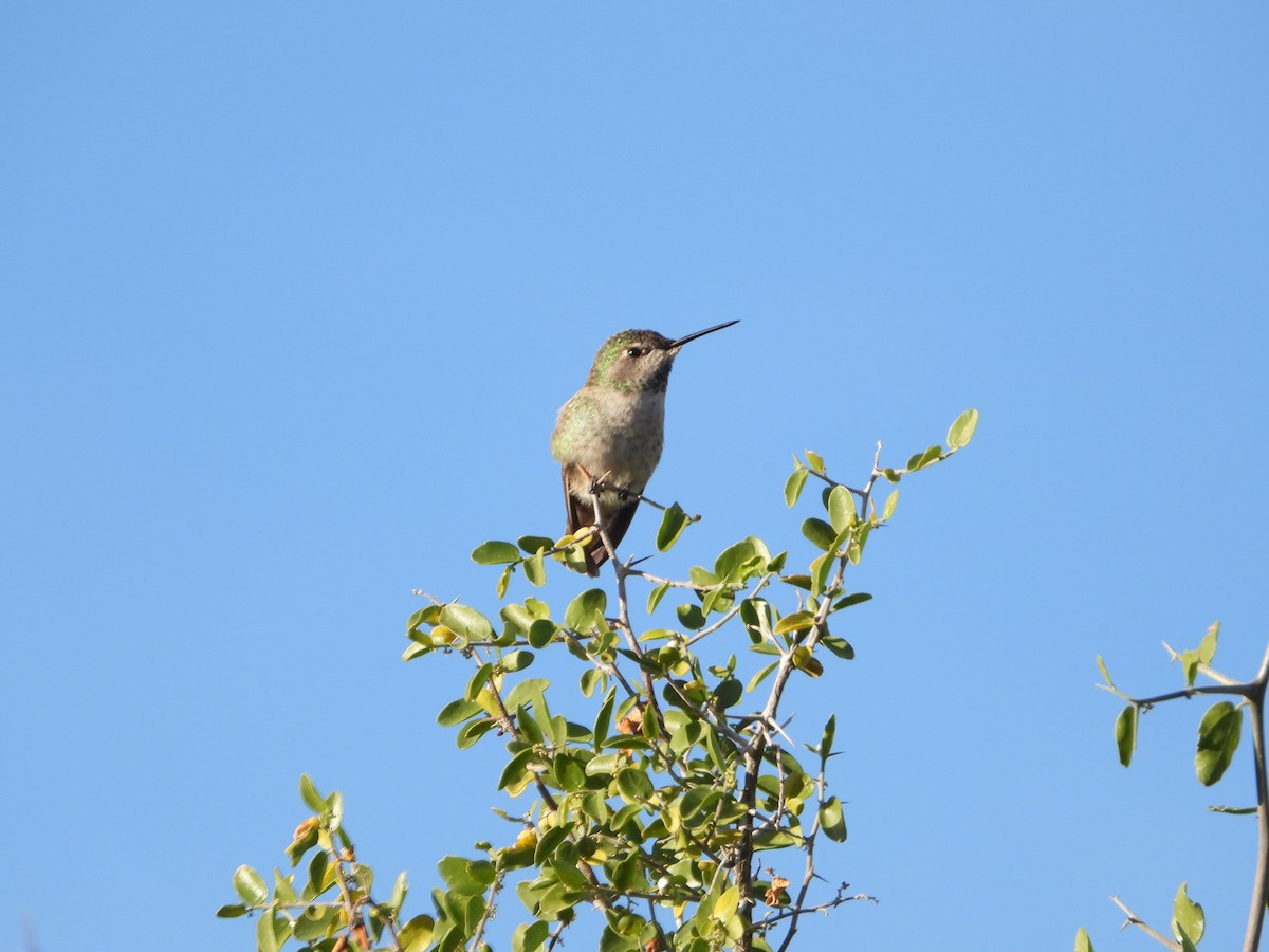 Anna's Hummingbird - ML647086252