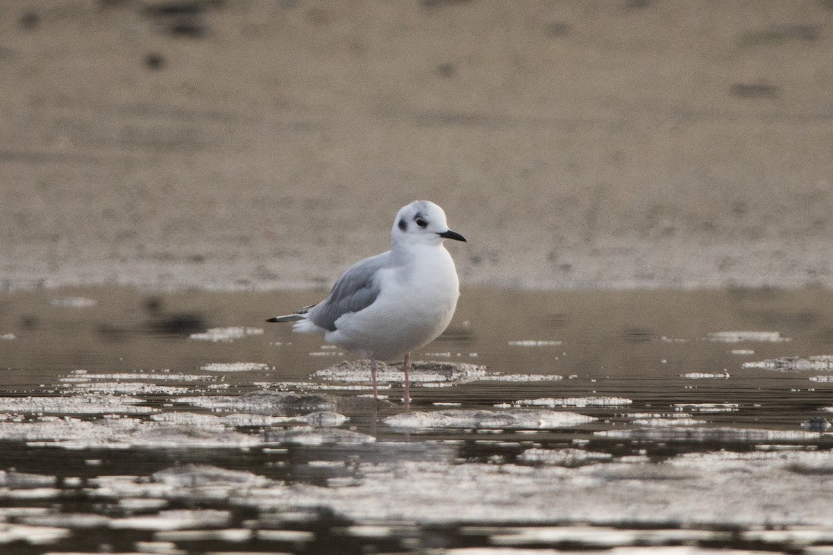 racek Bonapartův - ML647086253