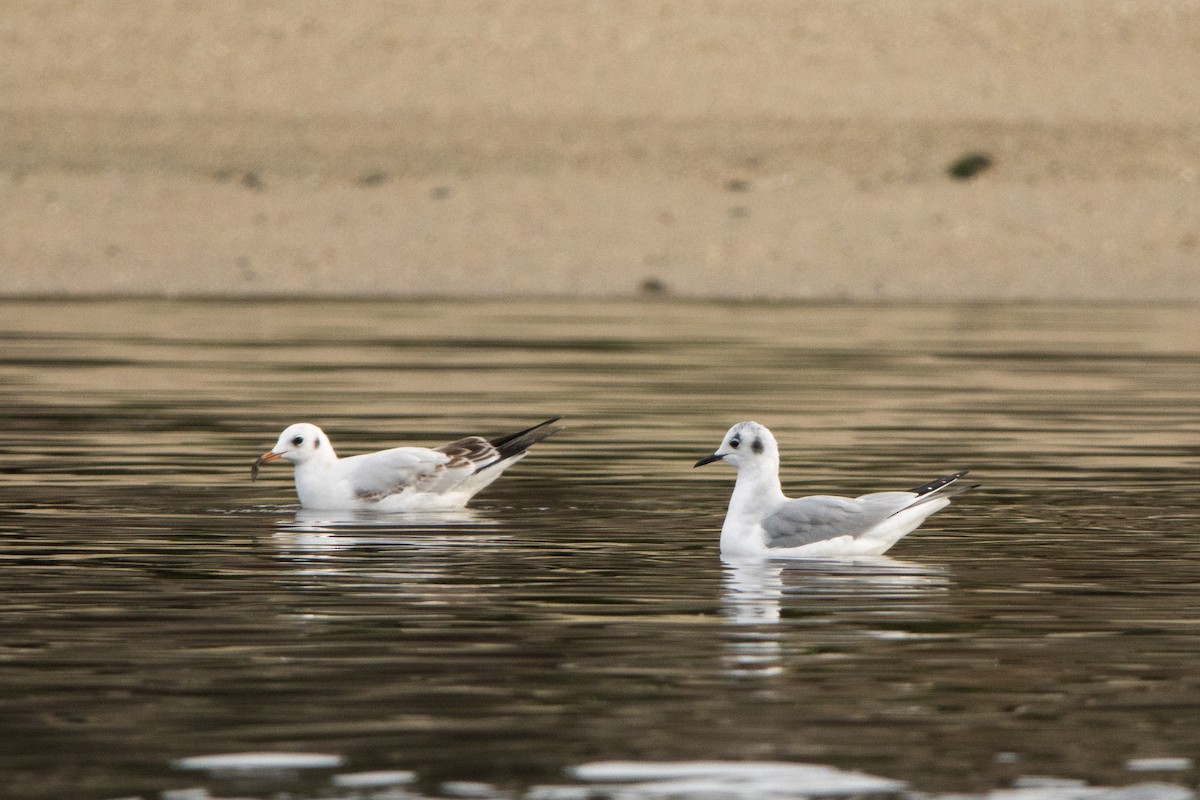 racek Bonapartův - ML647086254