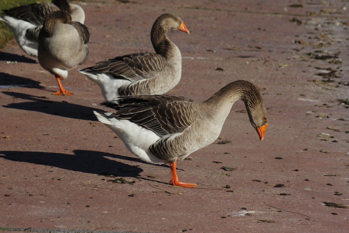 灰雁(馴化) - ML647086259