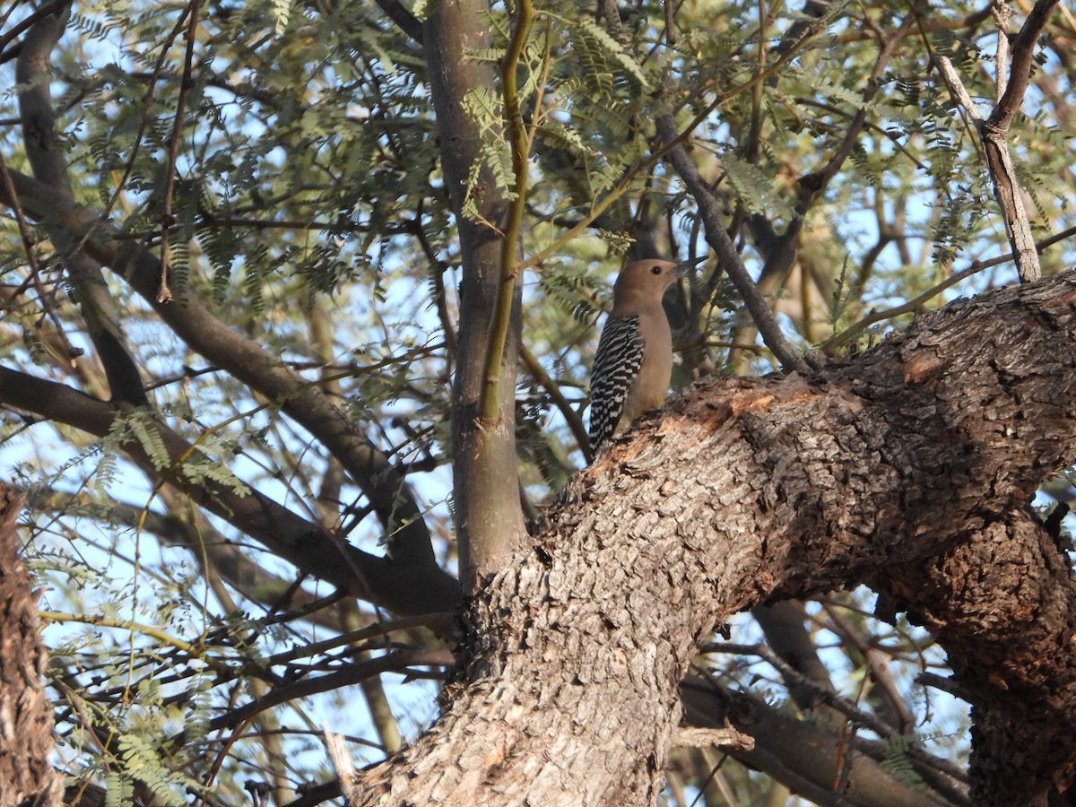 Gila Woodpecker - ML647086262