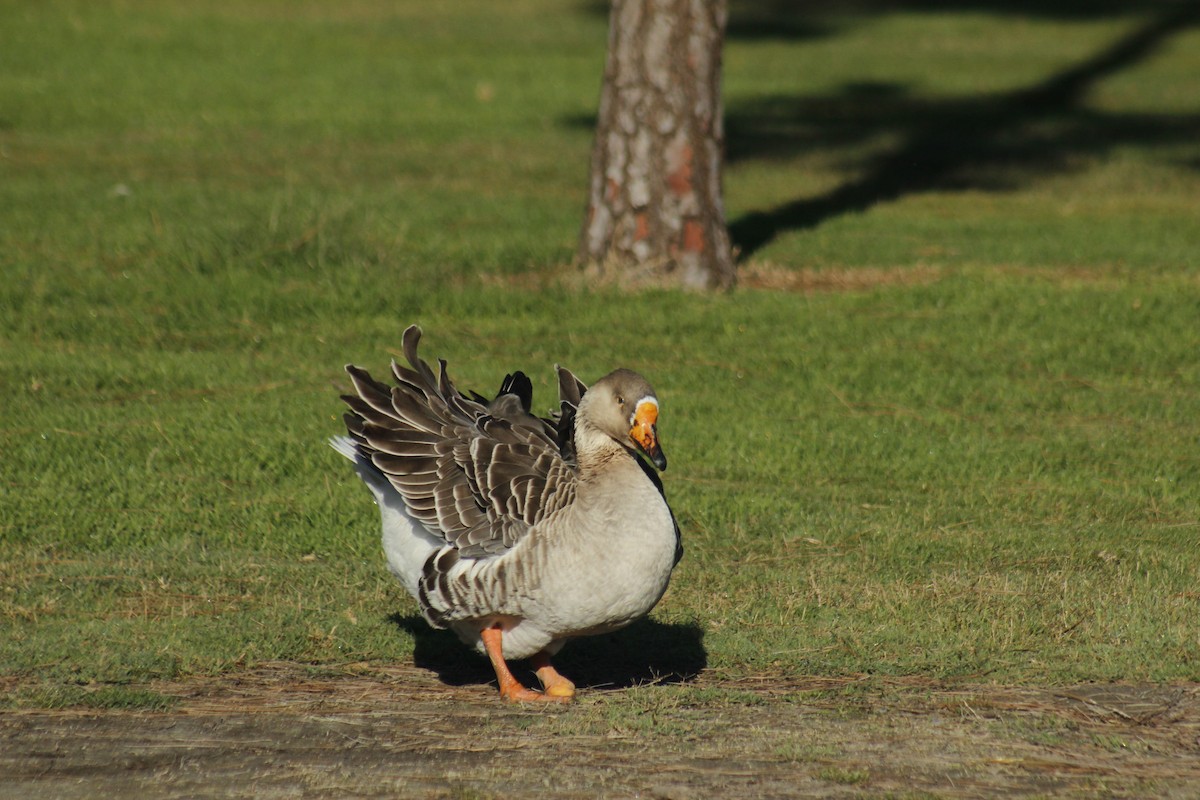 灰雁(馴化) - ML647086268