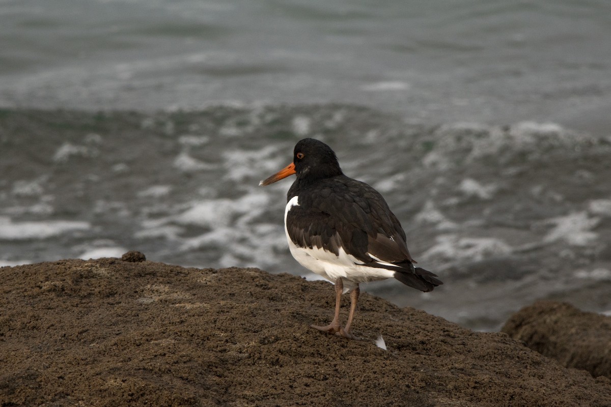 Ostrero Euroasiático - ML647086270