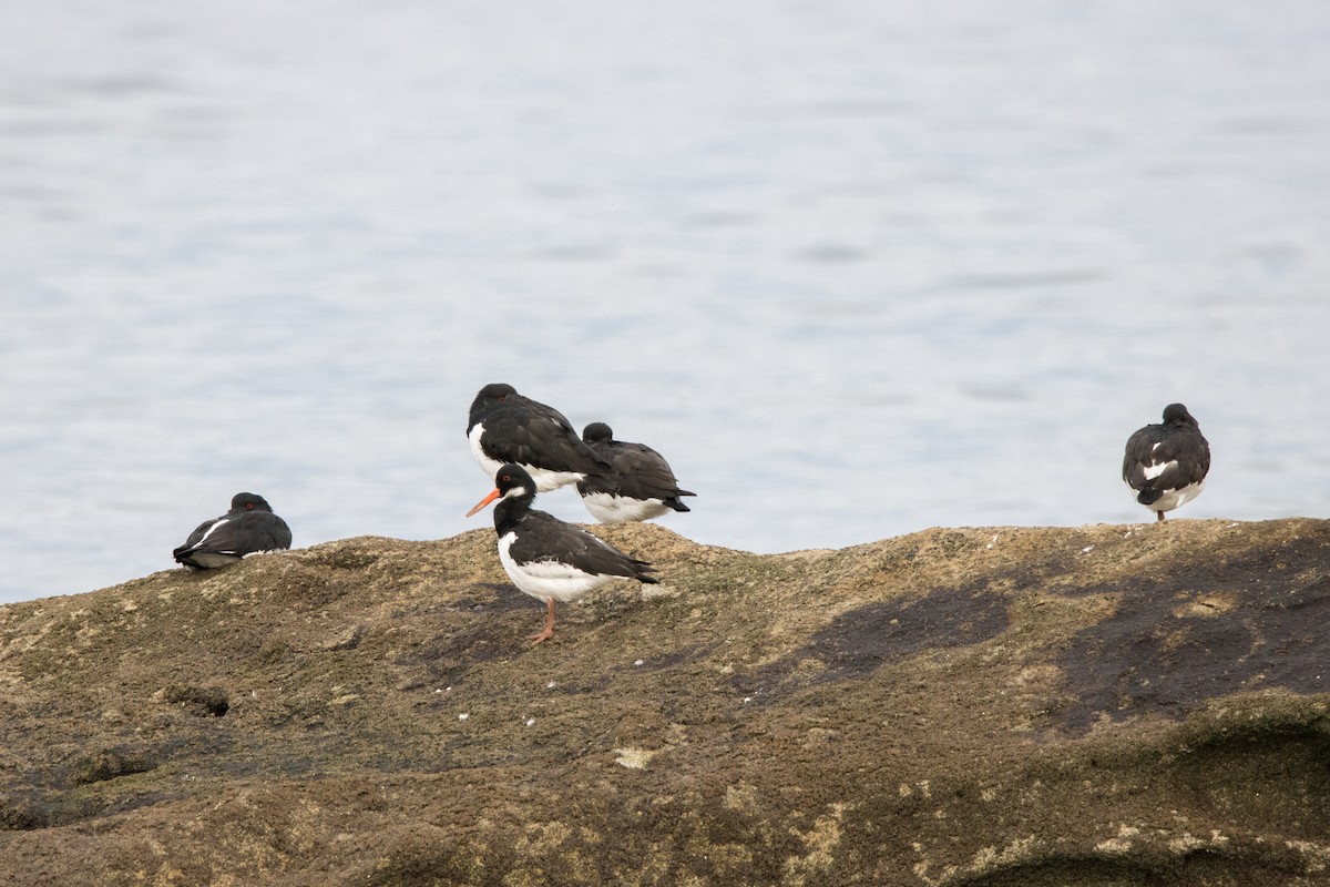 Ostrero Euroasiático - ML647086271