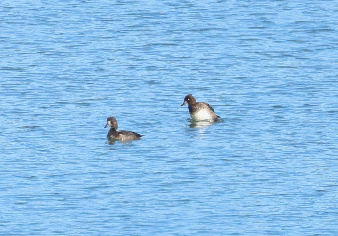 Porrón Moñudo - ML647086283