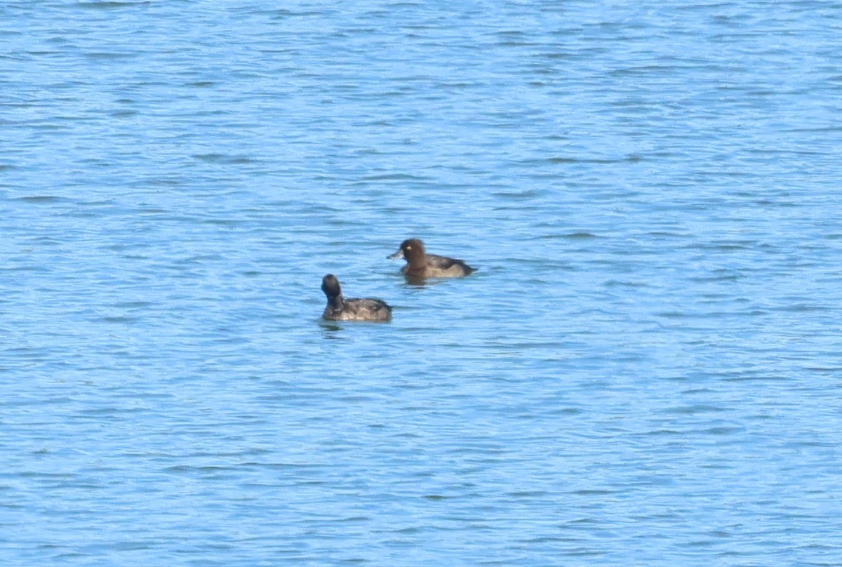 Porrón Moñudo - ML647086284