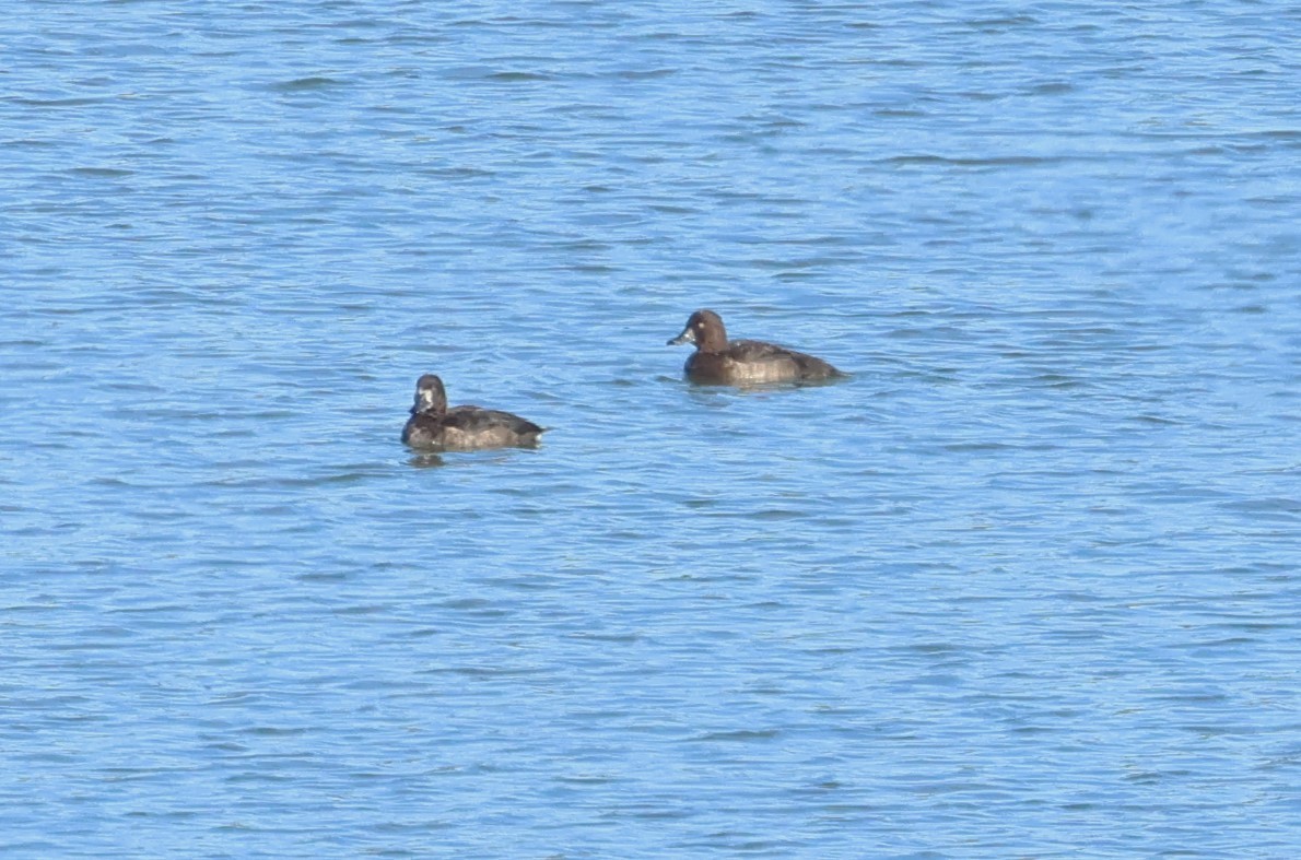 Porrón Moñudo - ML647086287