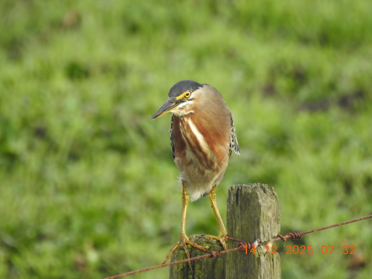 Garcilla Azulada - ML647086288