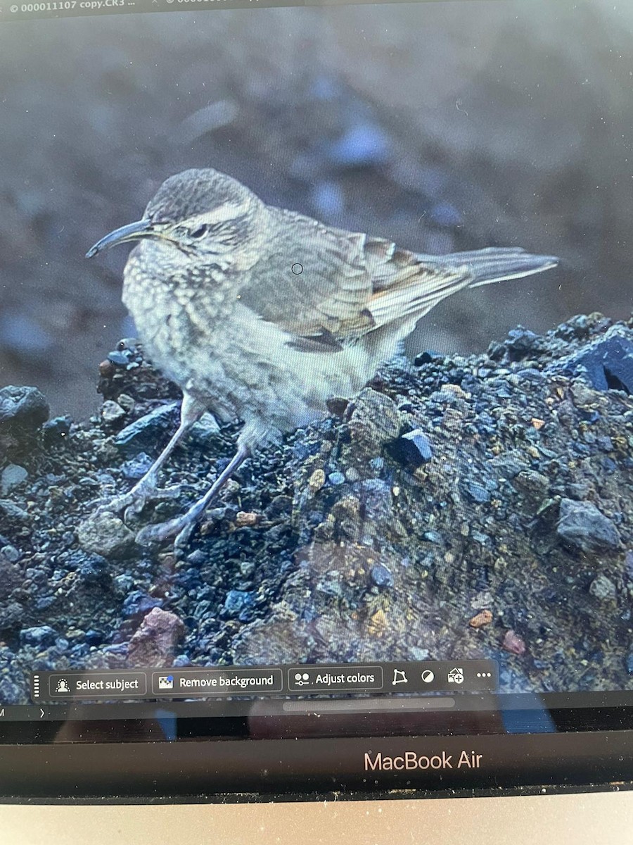 Bandurrita Saturada - ML647086289