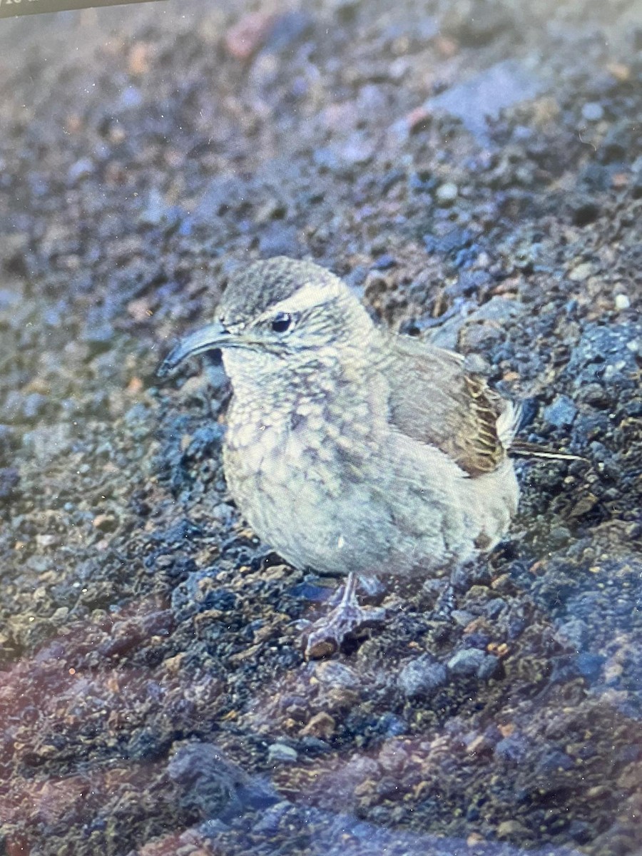 Bandurrita Saturada - ML647086290