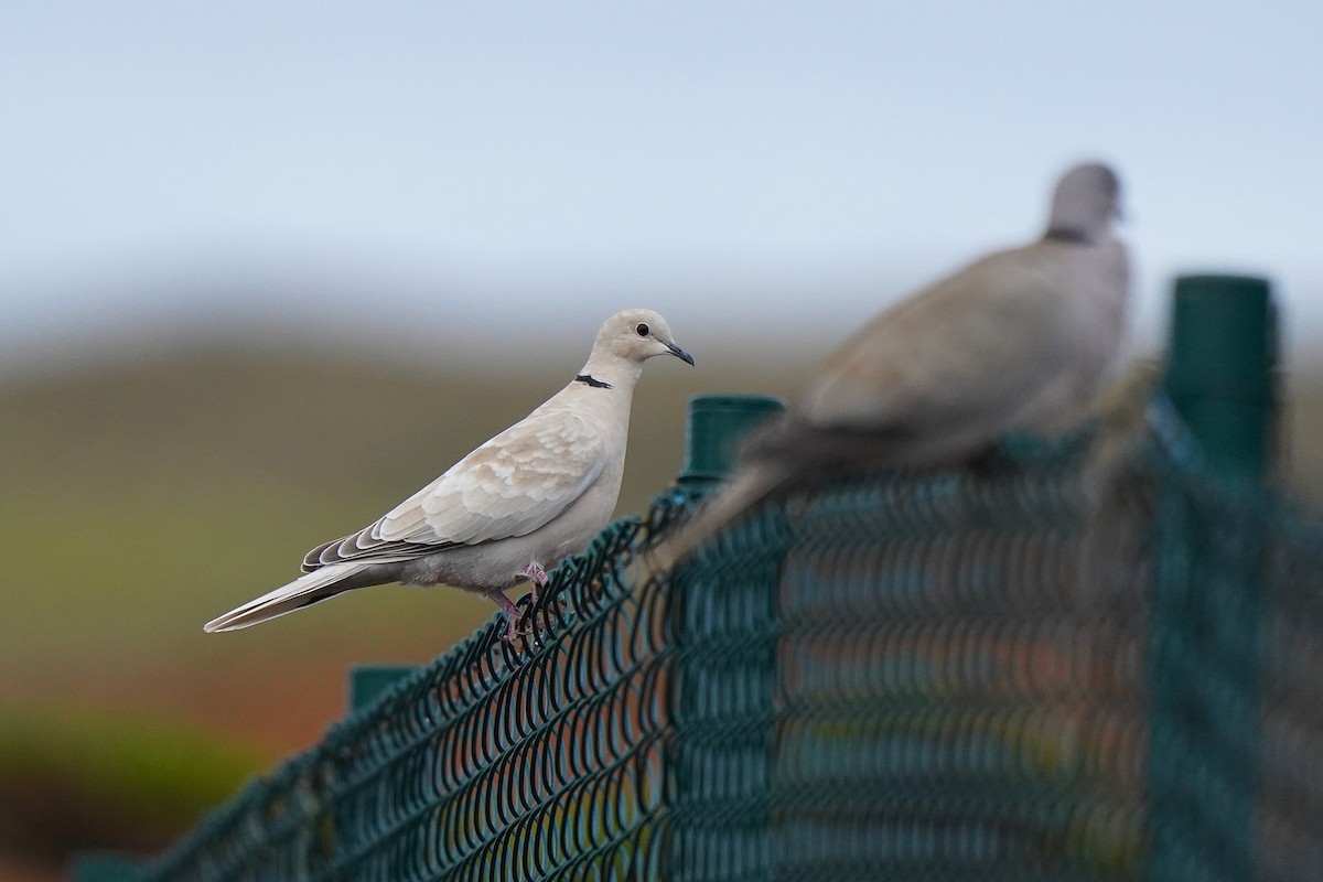 Tórtola Turca - ML647086291