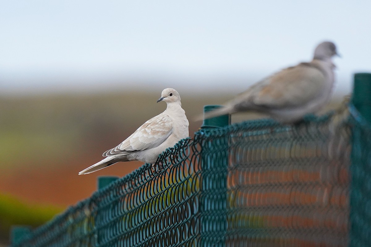 Tórtola Turca - ML647086292