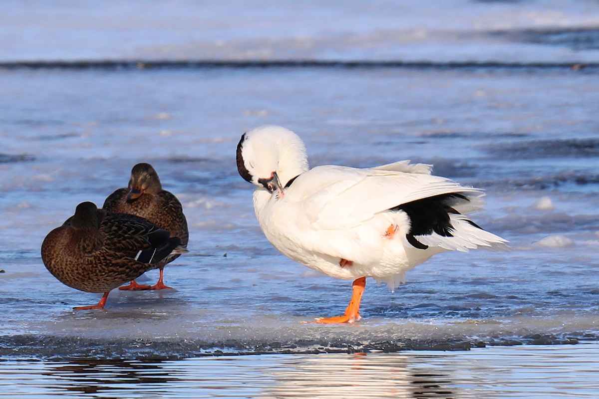 Ánade Azulón (variedad doméstica) - ML647086293
