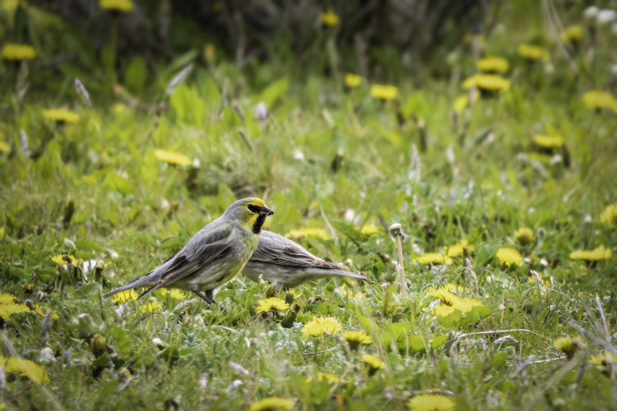 Yal Cejiamarillo - ML647086294