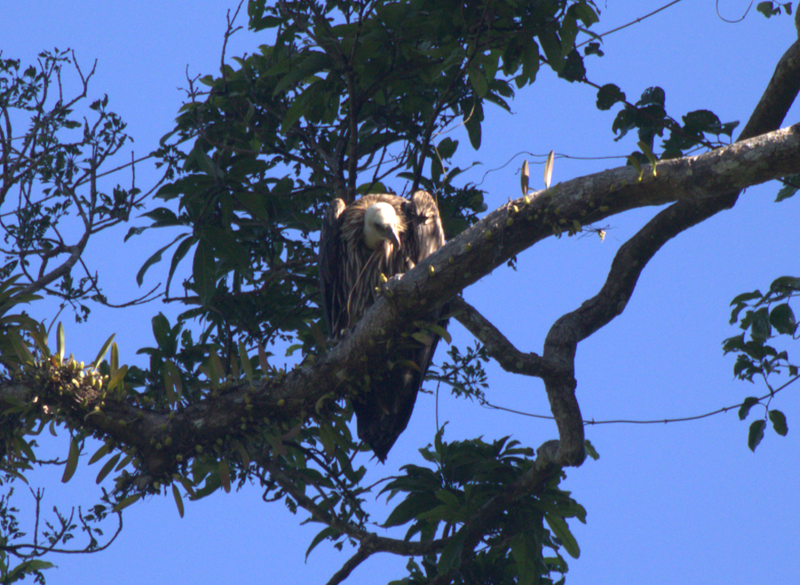 Buitre del Himalaya - ML647086295